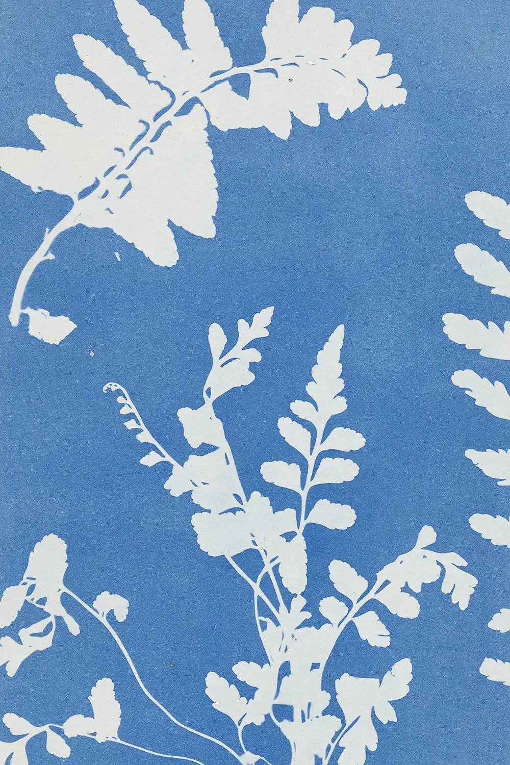 Cyanotype Plant Art Print - Image 2