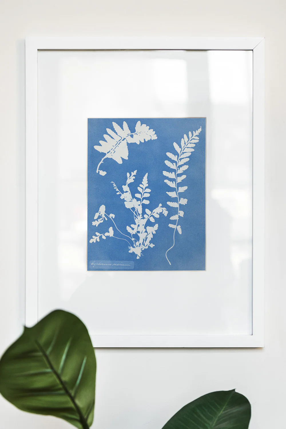 Cyanotype Plant Art Print - Image 3