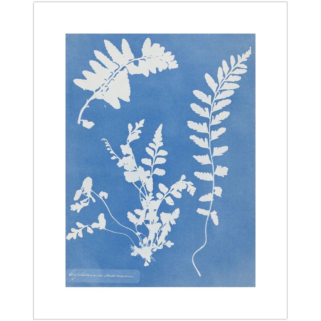 Cyanotype Plant Art Print - Image 4