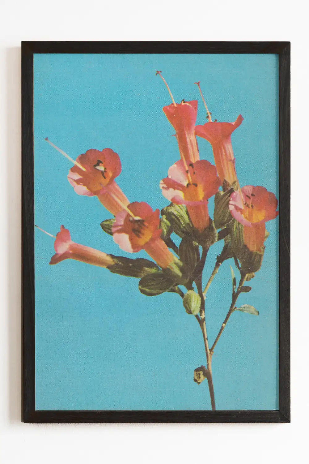 Kantuta Flower Pink Blossoms Teal Sky Fine Art Print