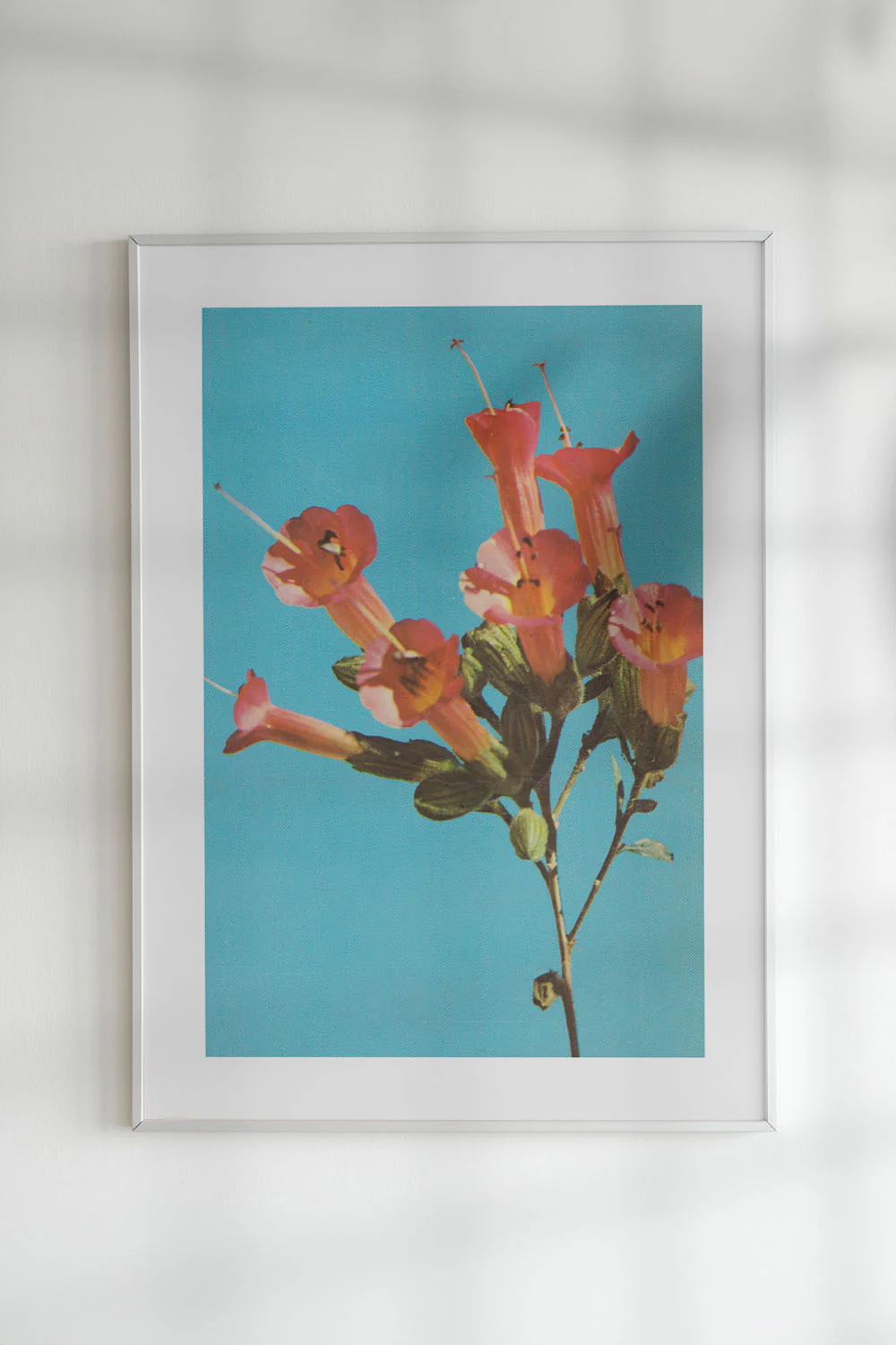 Kantuta Flower Pink Blossoms Teal Sky Fine Art Print - Image 4