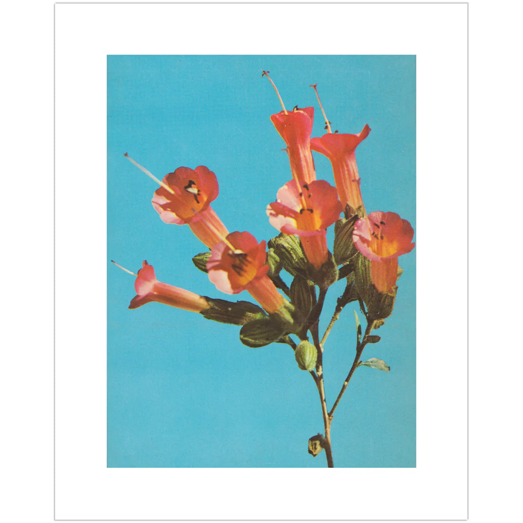 Kantuta Flower Pink Blossoms Teal Sky Fine Art Print - Image 5